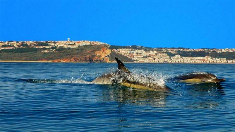 Nazare - The Little Star Villa Luaran gambar